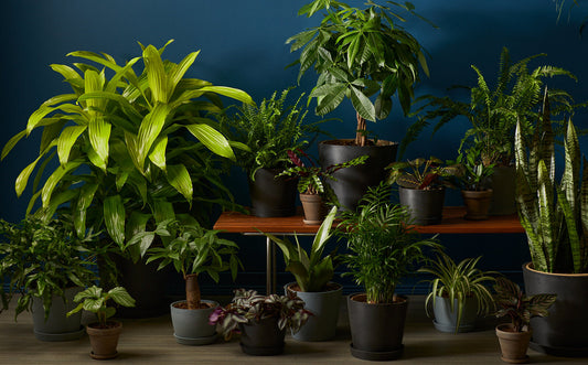 10 Best Plants for Low Light Conditions