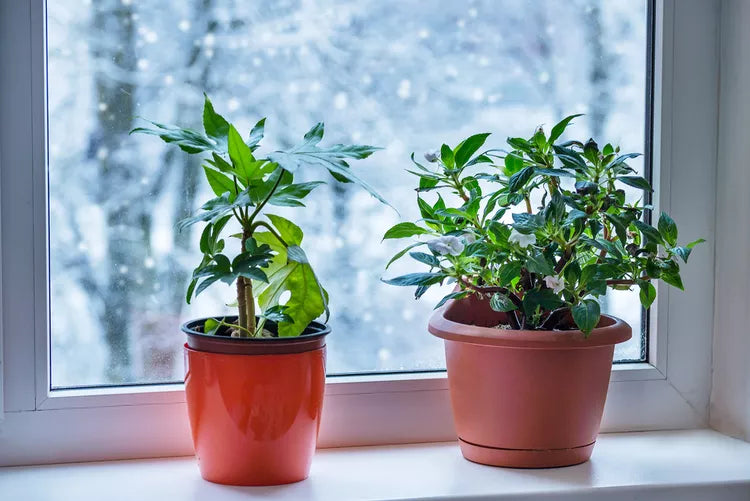 Houseplant Care Tips: Winter Edition