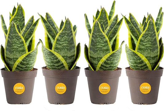 Are Snake Plants Toxic to Cats?